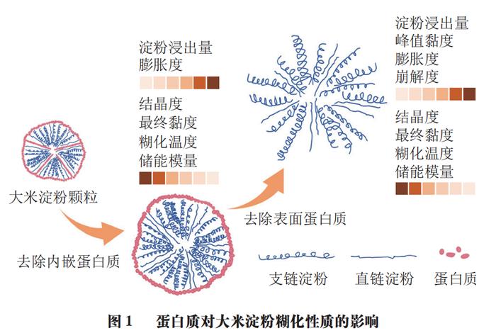 富硒大米蛋白