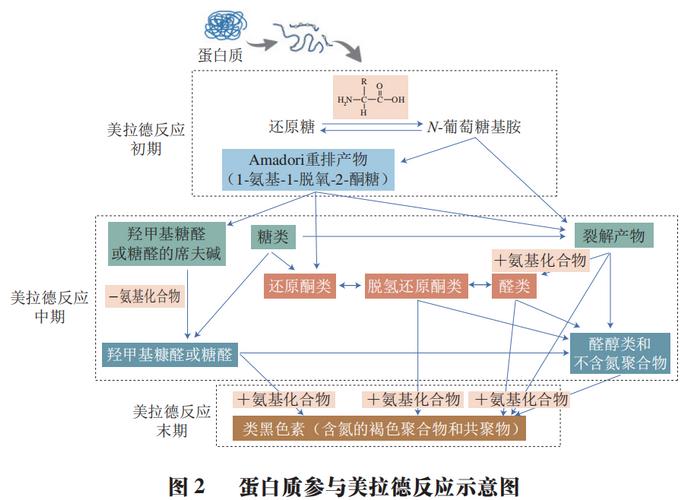 富硒大米蛋白