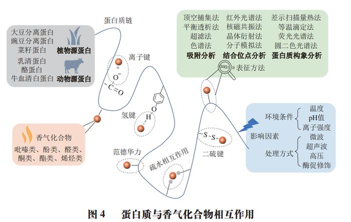 富硒大米蛋白