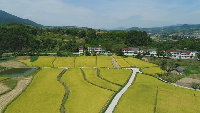 富硒大米安康