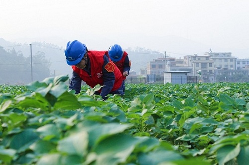 种植基地工人在除草，悦音党员服务队队员搭把手