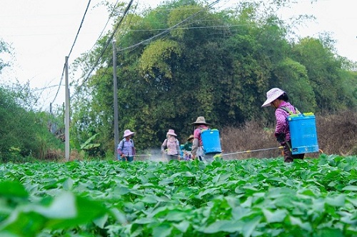 种植基地工人正在施肥，一派冬种繁忙景象