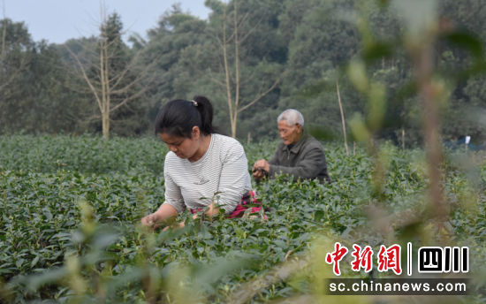 正在采茶。刘波 摄