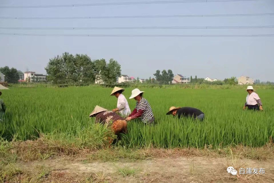 富硒大米挑选