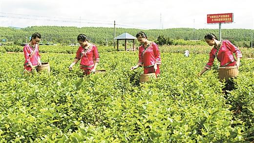 横县富硒大米