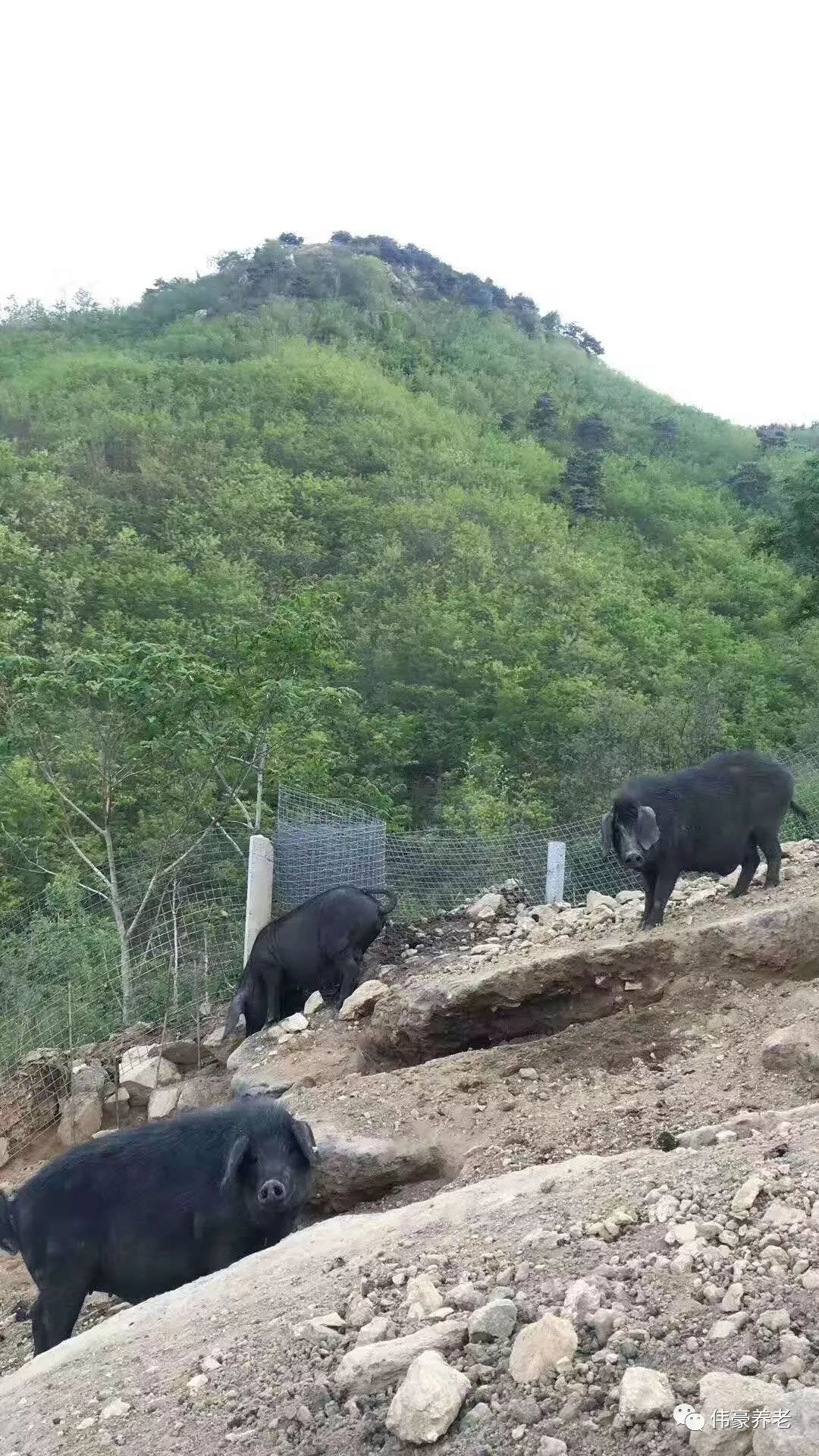 富硒大米项目