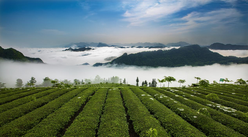 桑植富硒大米