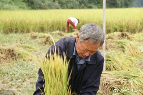 富硒大米土壤