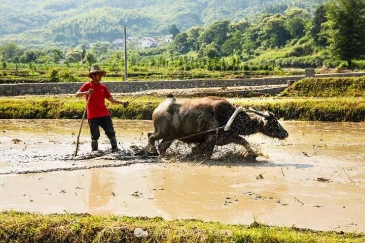 国沃富硒大米