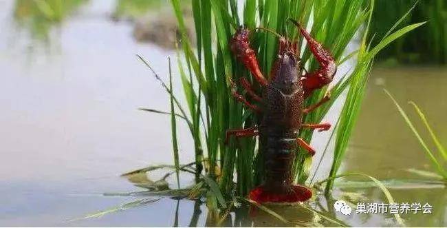 富硒芽胚大米