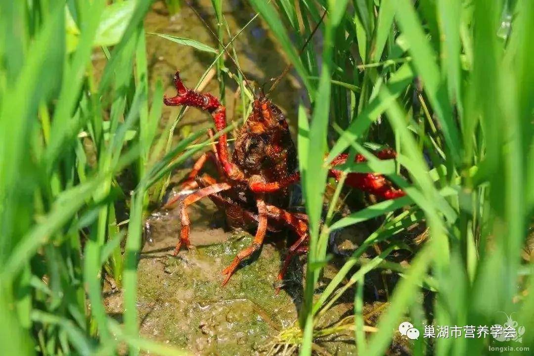 富硒芽胚大米