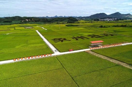 蛙雨富硒大米