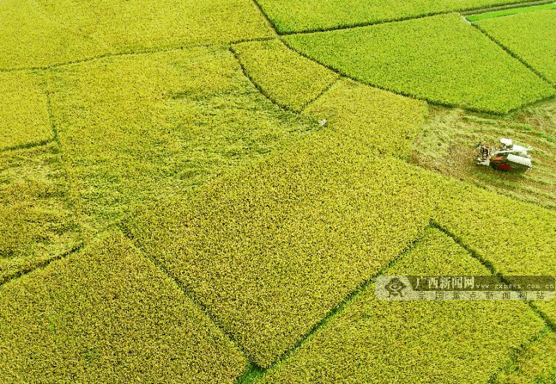 大湾富硒大米