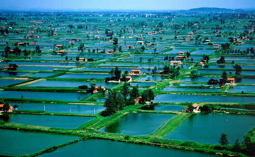 沙湖大米富硒