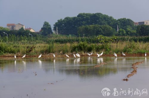 沙湖大米富硒