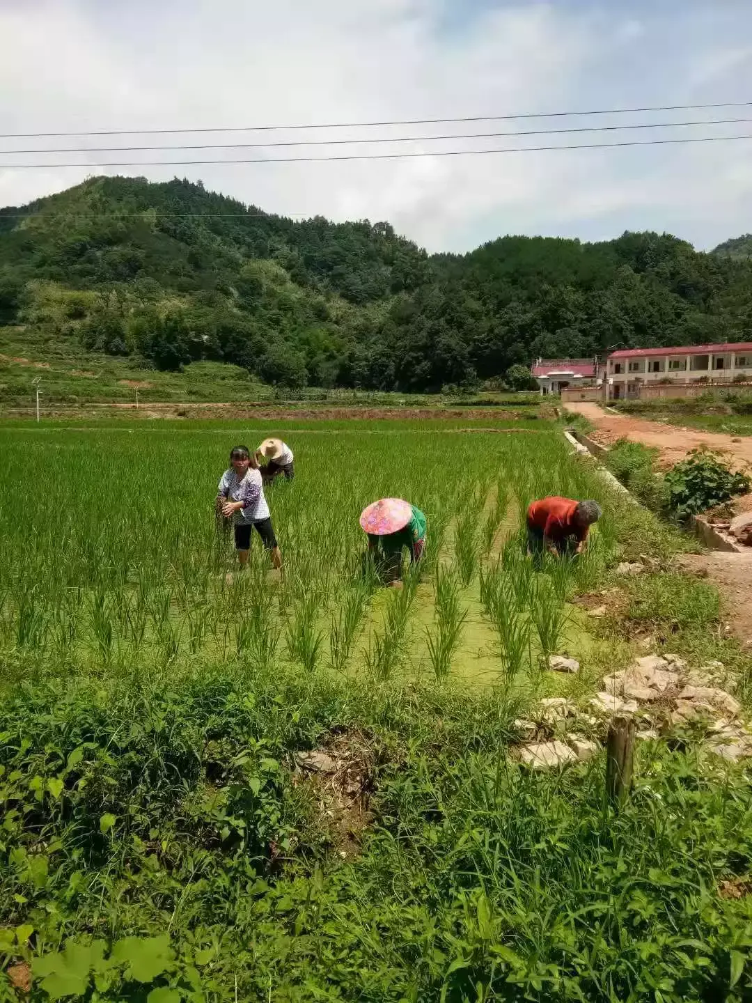 松莹富硒大米