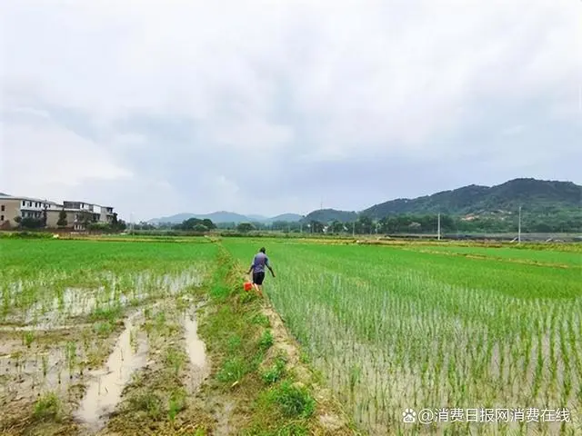 富硒大米百度