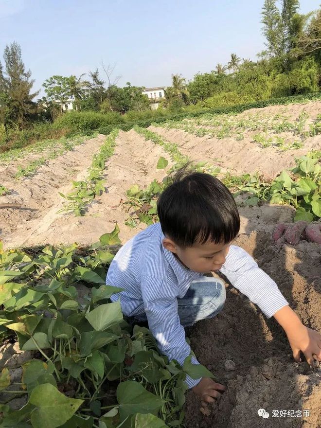 河南富硒地瓜