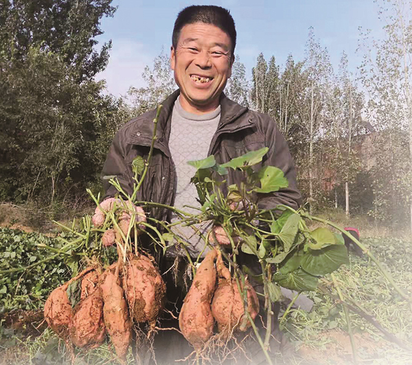 富硒地瓜洛阳