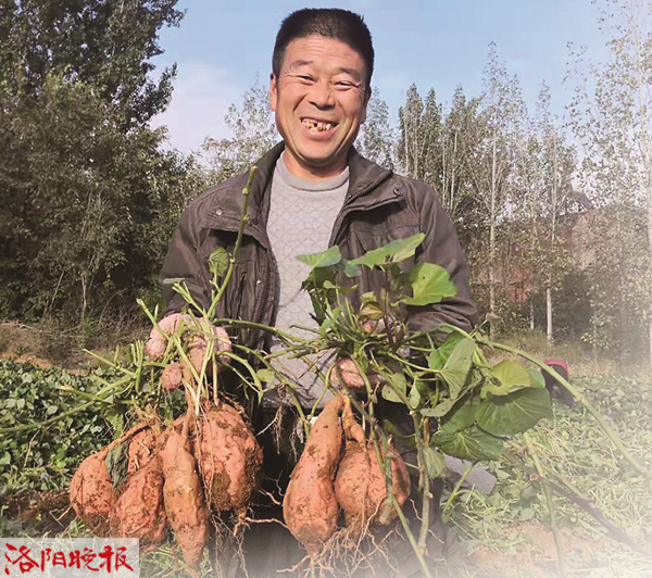 富硒地瓜洛阳