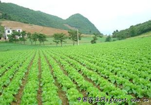 香菇种植基地联系电话