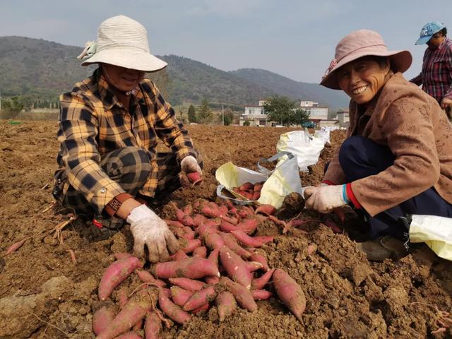 钟祥富硒地瓜