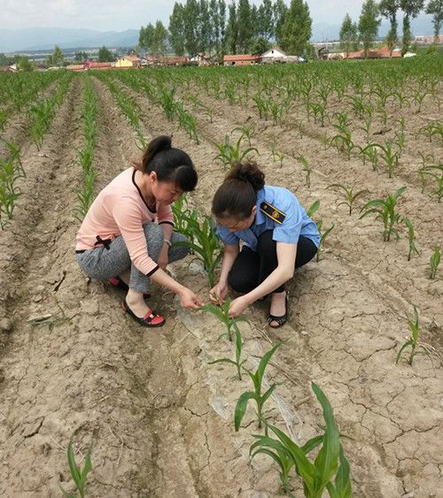 马铃薯种薯基地