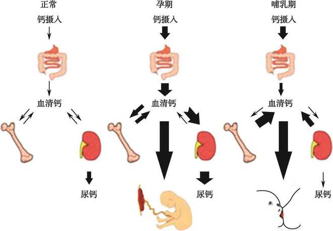 吃豆腐补钙吗