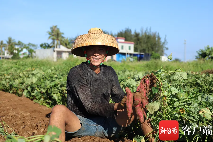 富硒无丝地瓜