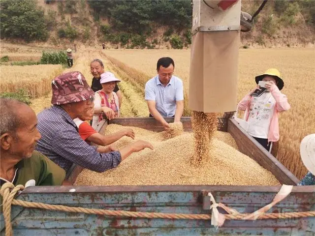 湖北富硒面粉