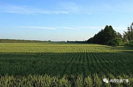 鸡西富硒蔬菜