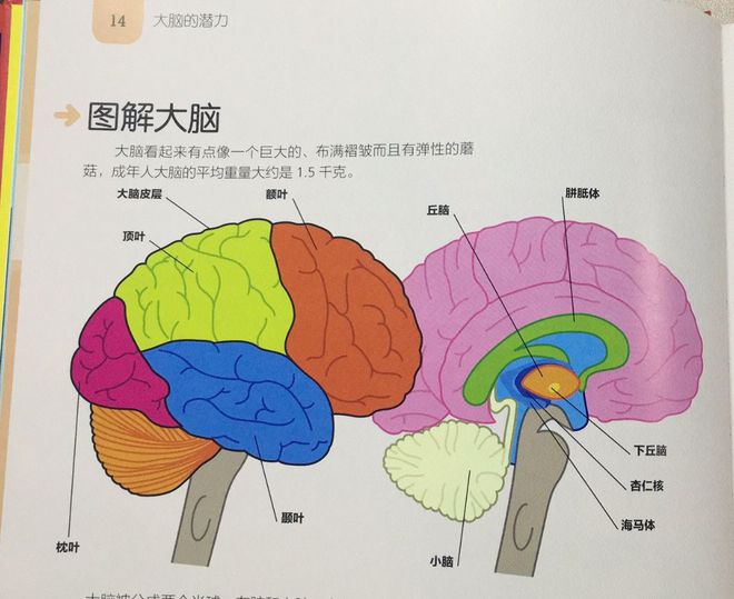 苹果中含有增强记忆力的微量元素是什么