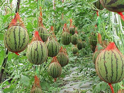 夏秋补淡蔬菜基地