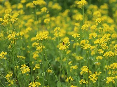 夏秋补淡蔬菜基地