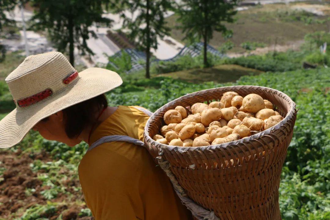 富硒蔬菜礼盒