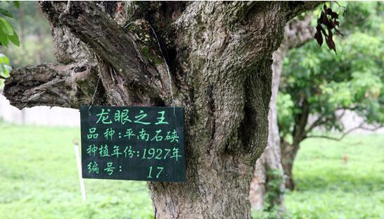 中国（平南）富硒石硖龙眼节在广西平南县举办