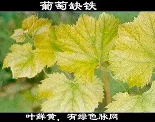 缺钠怎么补