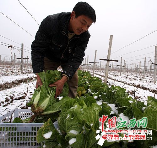 玉洁冰清白如雪萝卜青菜各所