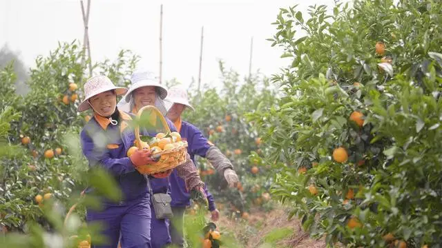 柳州富硒水果