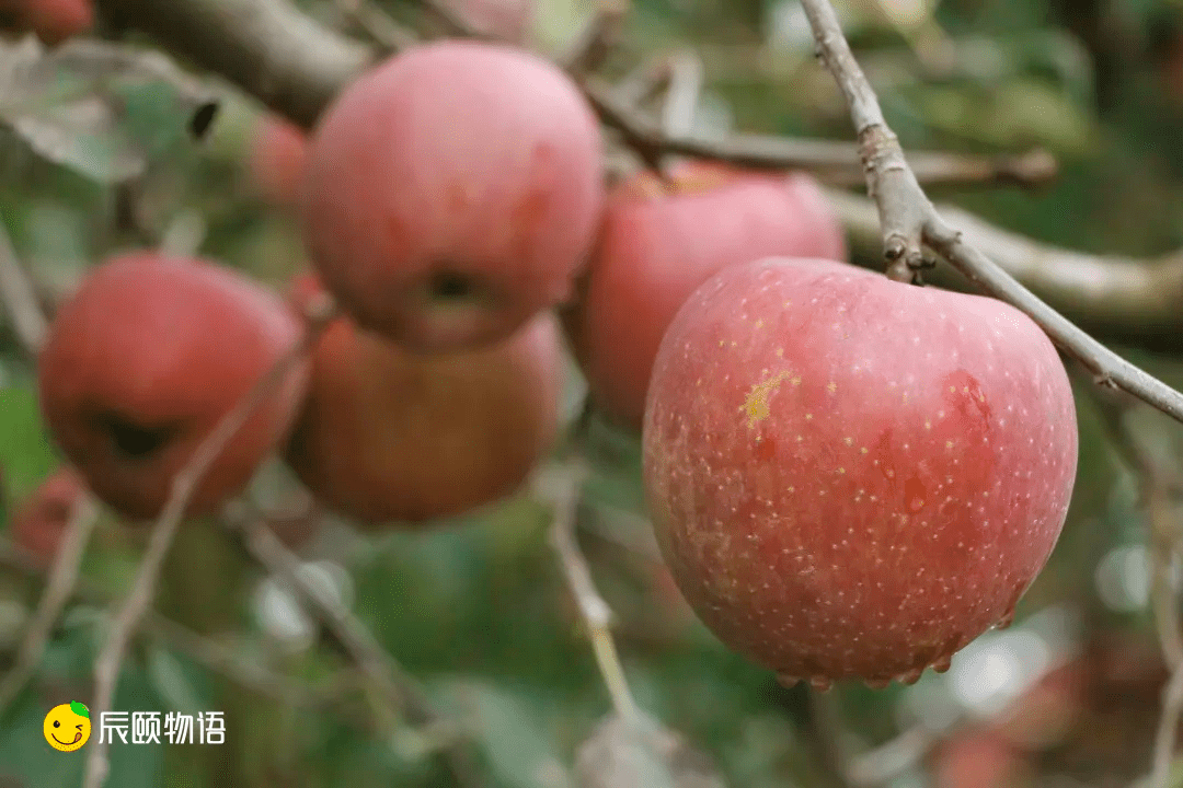 云南富硒水果