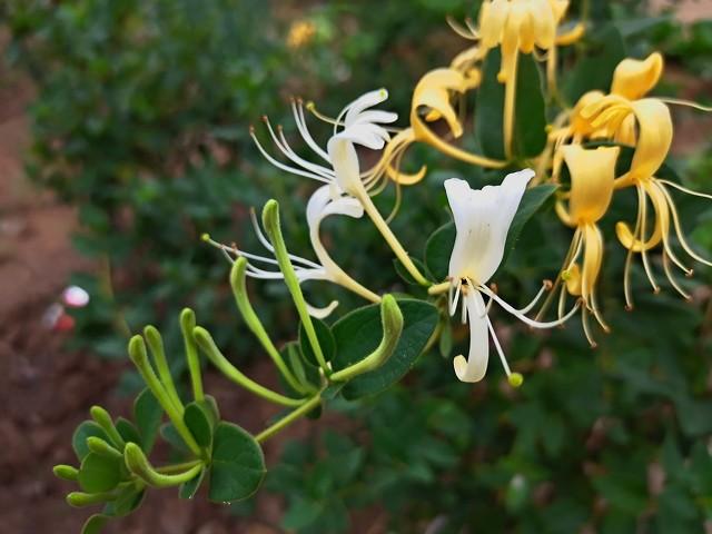 富硒水果花生