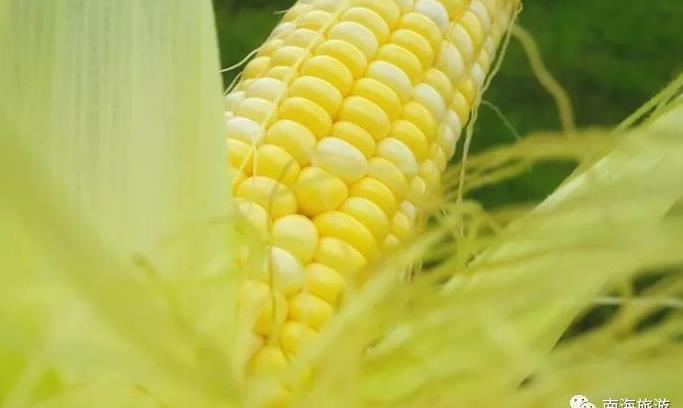 盛夏佛山摘果攻略！西瓜、葡萄、荔枝、龙眼...光看就流口水了！