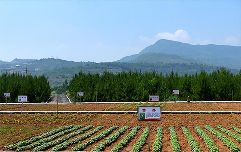 阳泉富硒水果