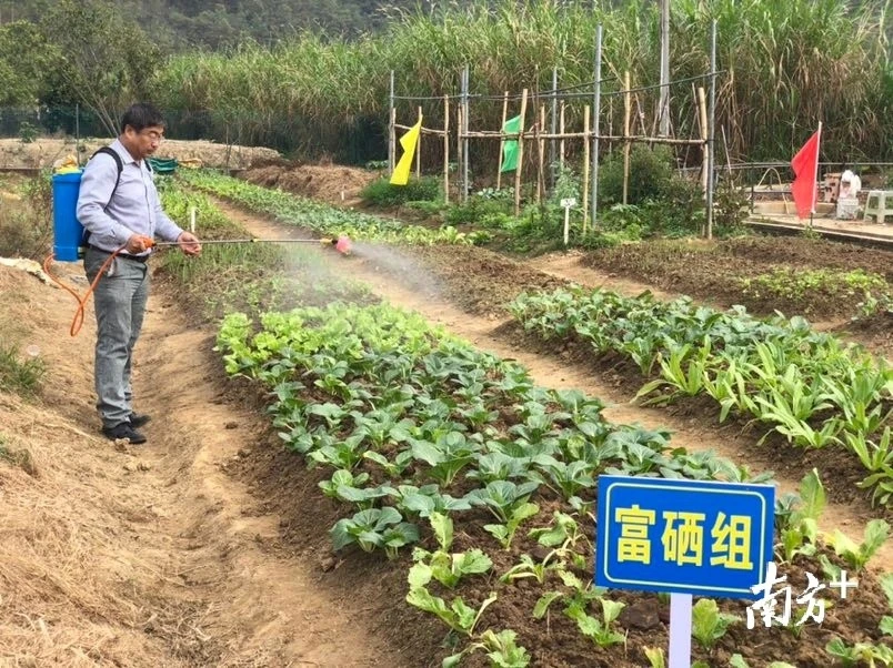 富硒水果酵母