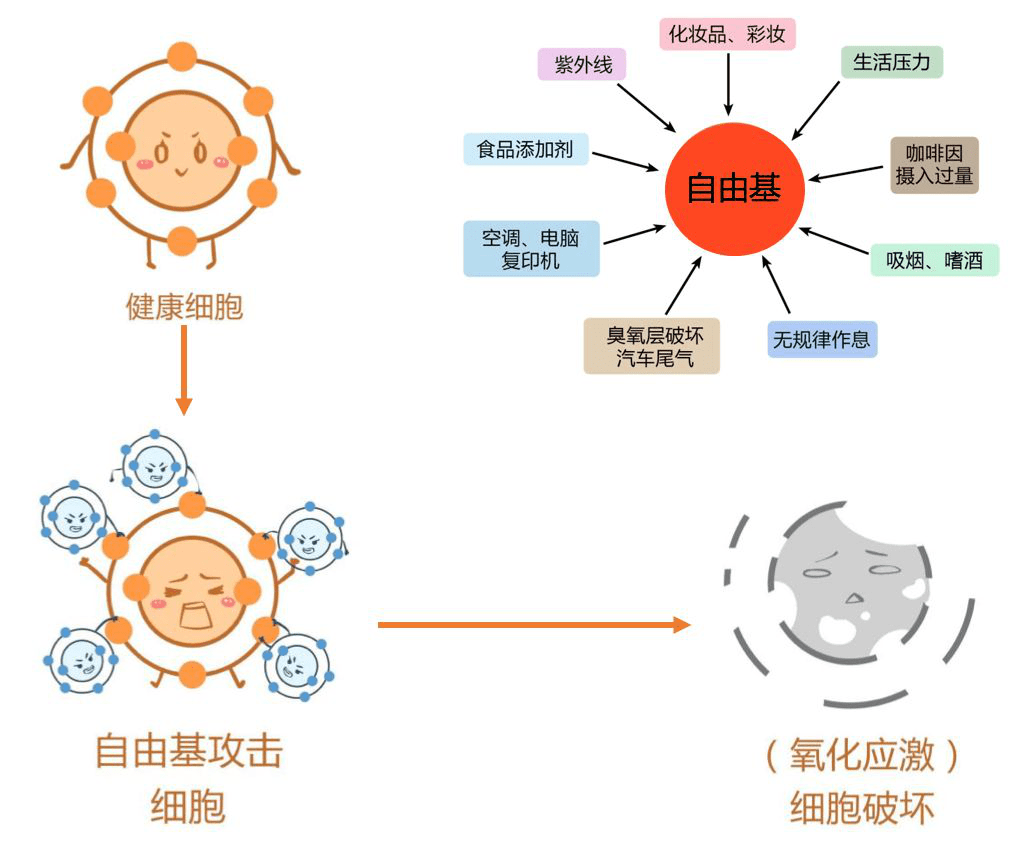 什么是硒产品