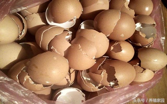 鸡蛋壳补钙是真的吗