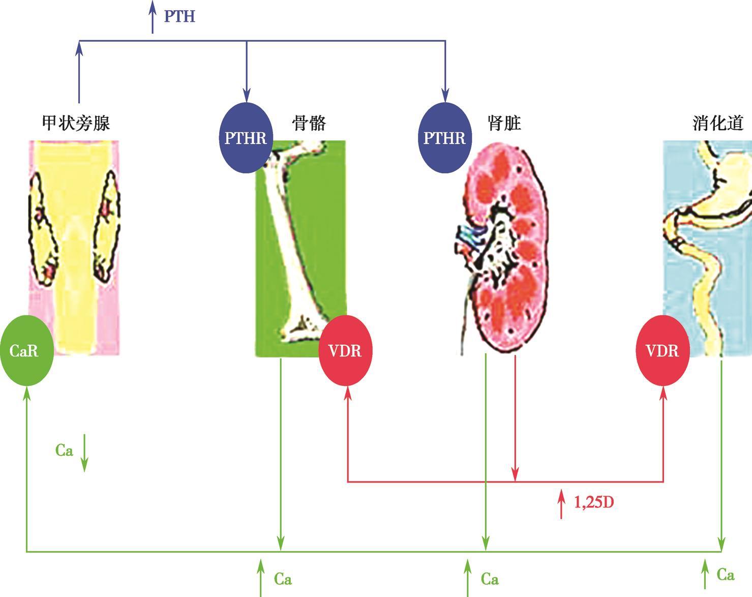 锌硒宝 乙肝