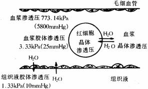 低钠血症补钠计算公式