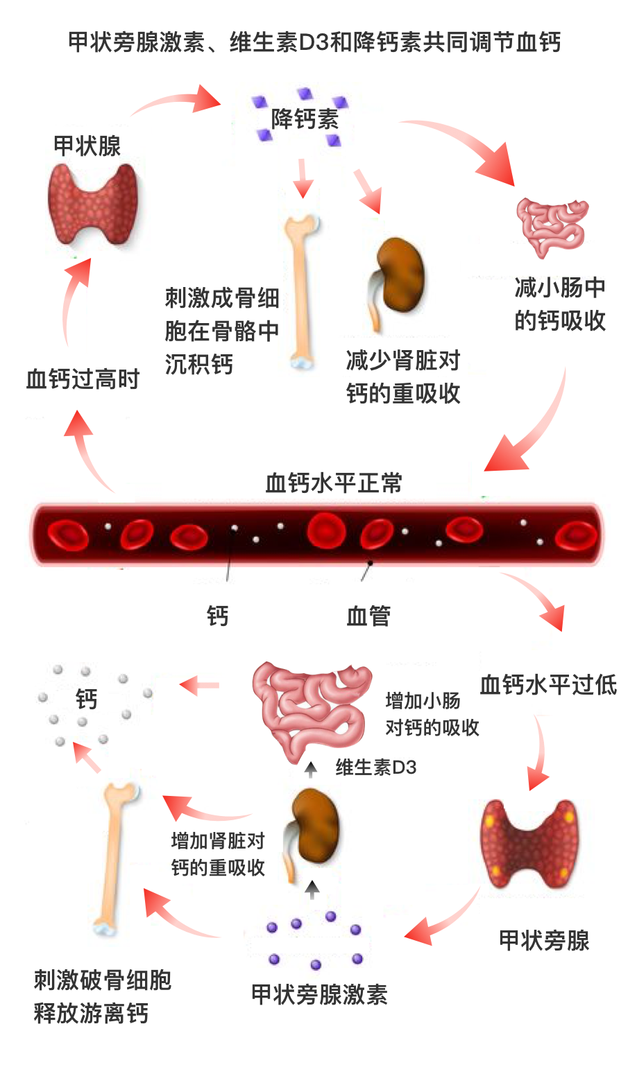 肾宝加锌硒宝