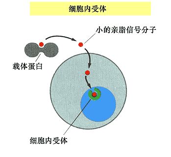 锌硒宝含碘吗